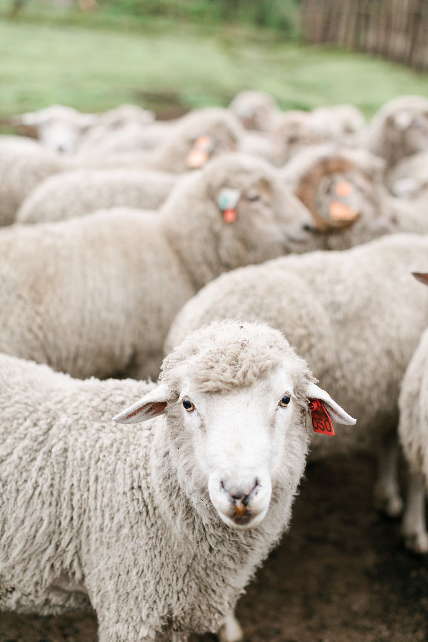 Sheep Care