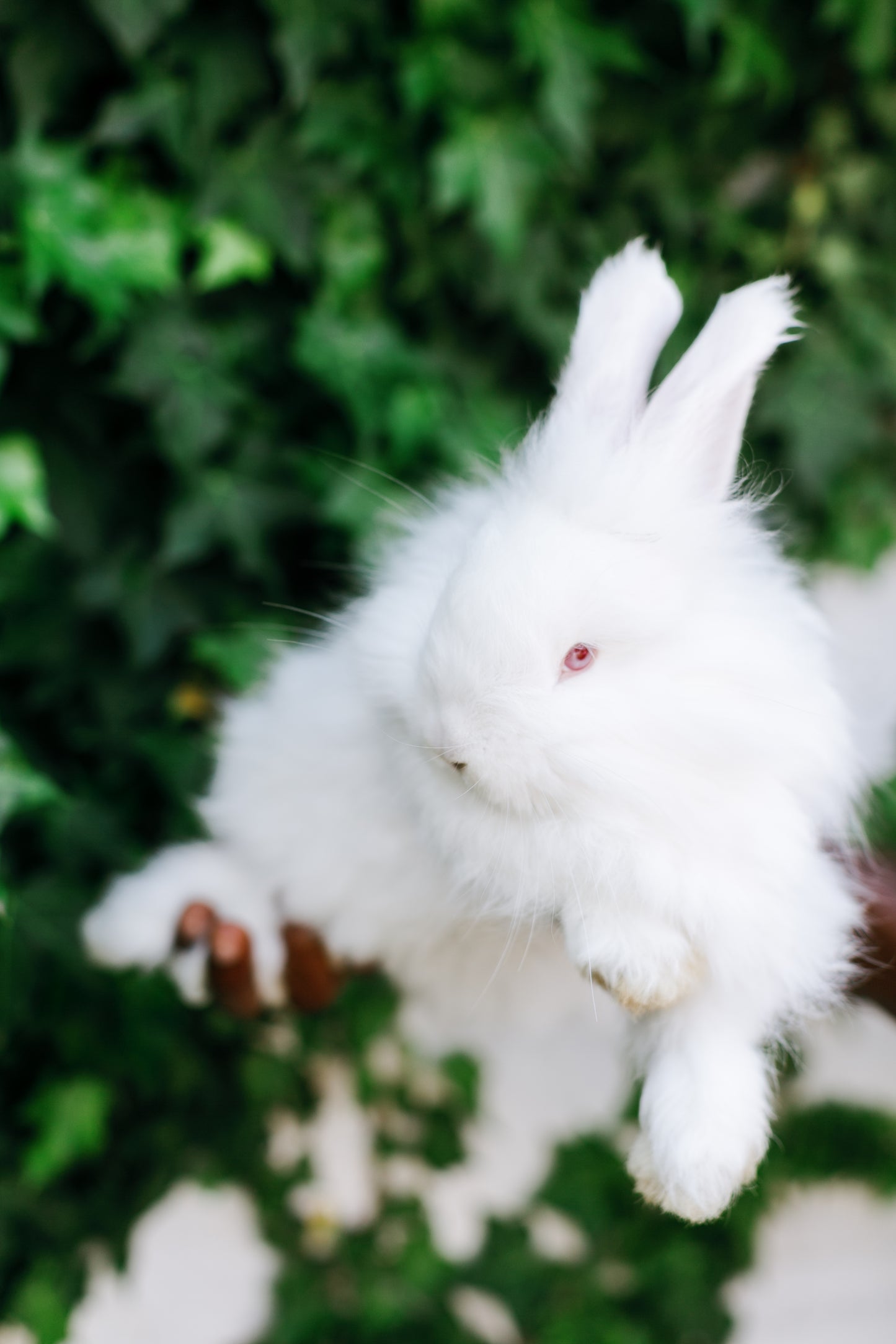 Rabbit Care