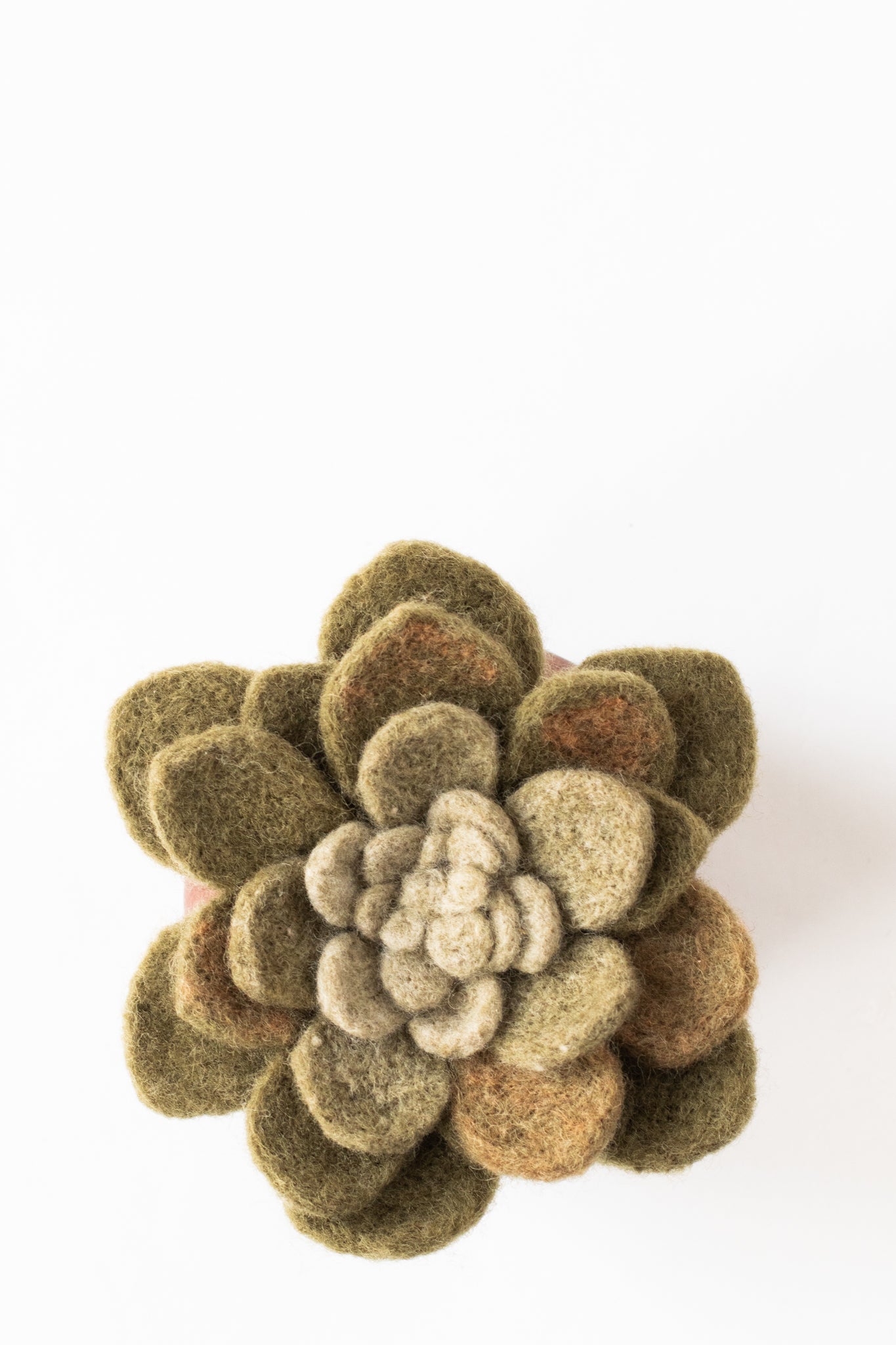 Kinigi Succulent