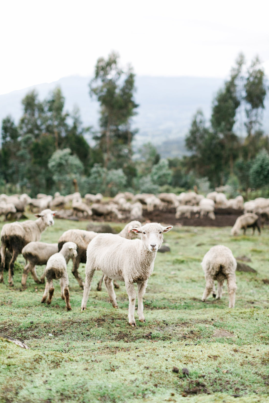 God's Pasture - Culling the Sheep
