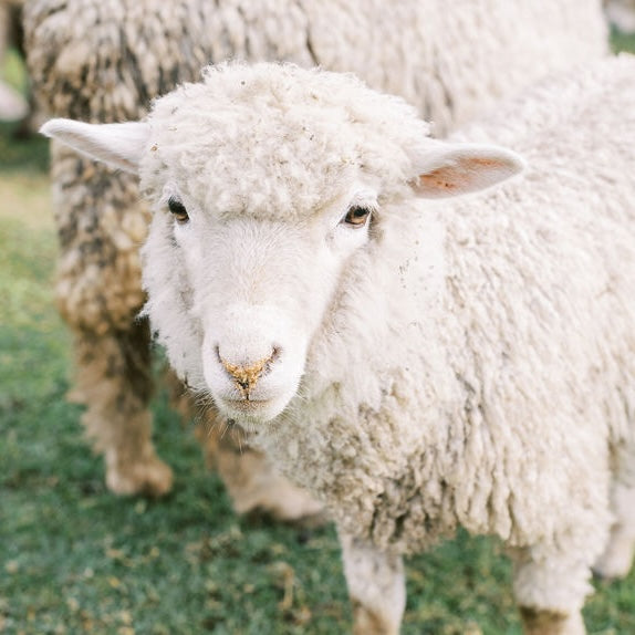 Our Sheep Have A New Home! Introduction To Mudende Farm