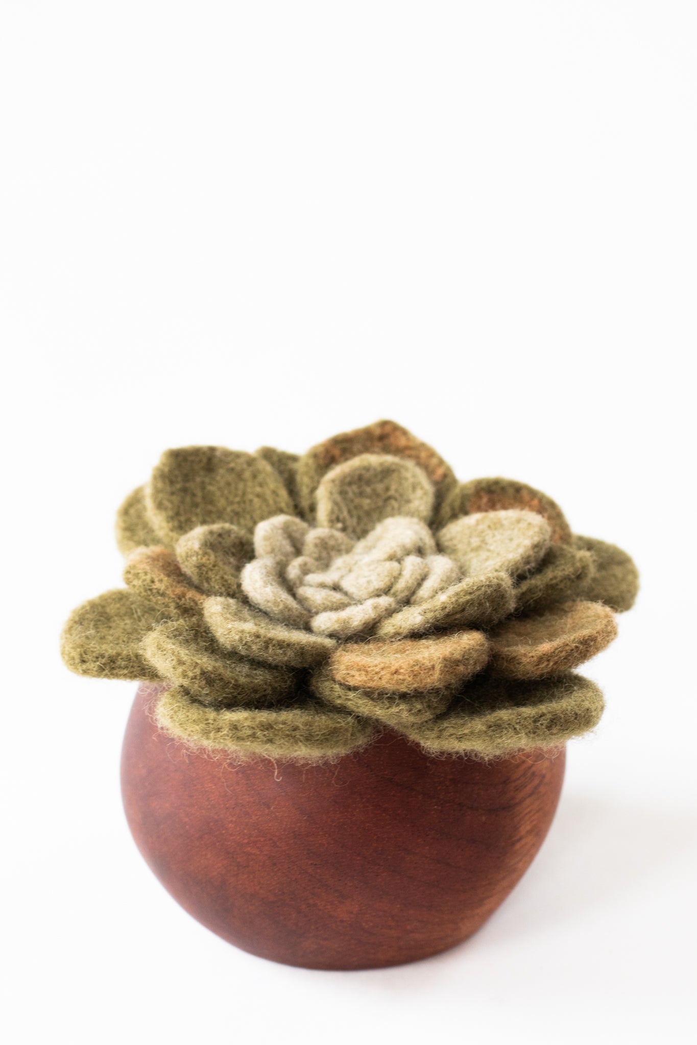 Kinigi Succulent