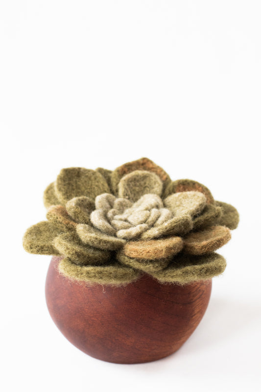 Kinigi Succulent
